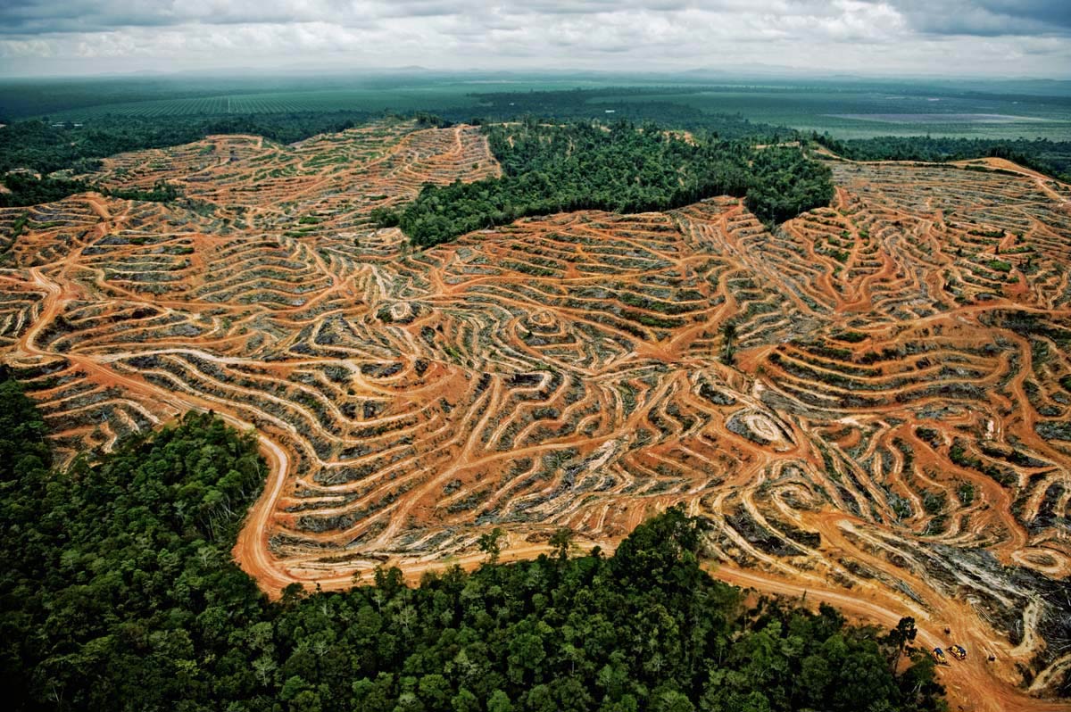 Skogsavverkning i Borneo