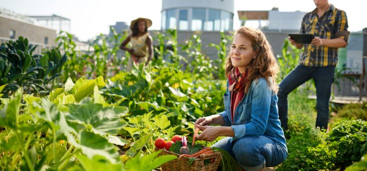 Anlägg en skolträdgård – tips för lärare att få in odling i klassrummet